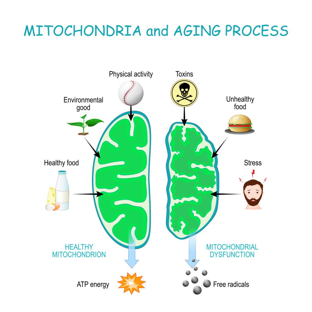 sub-optimal mitochondria helped with the mitochondria cocktail