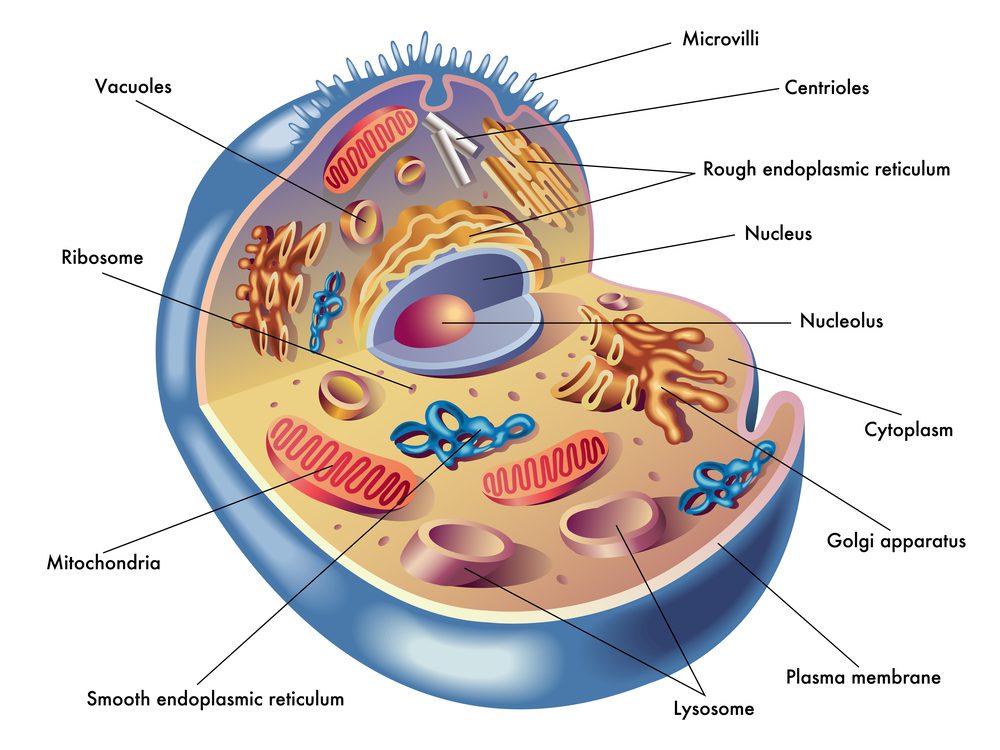 mitochondrial supplements to boost cell energy